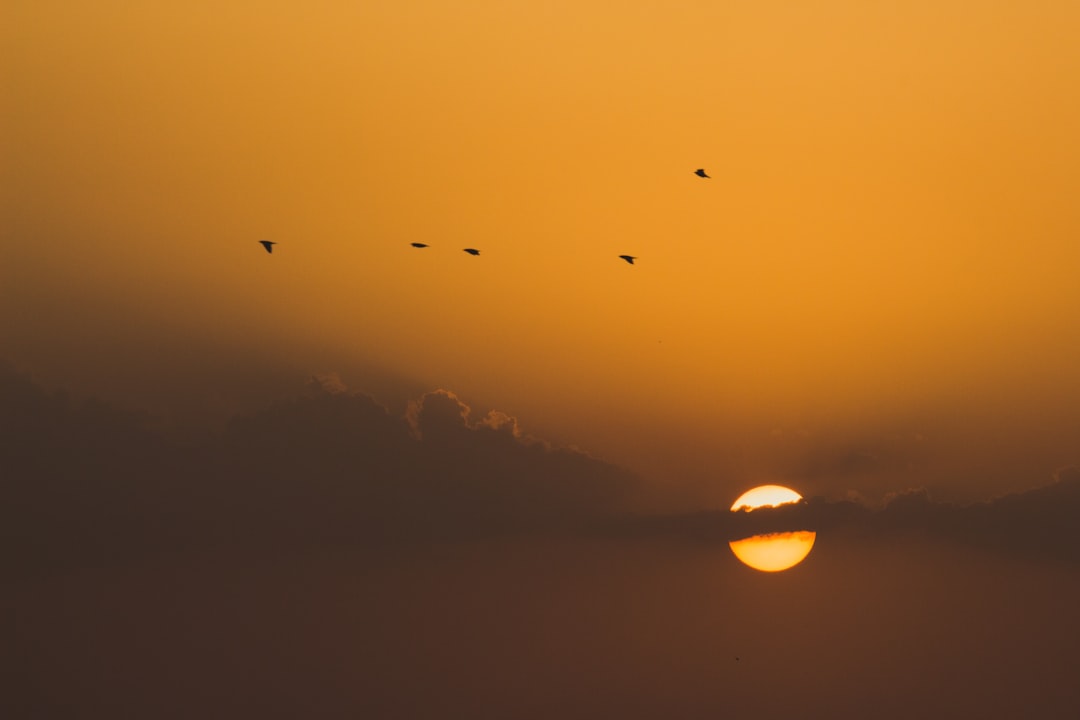 birds flying over the clouds during daytime