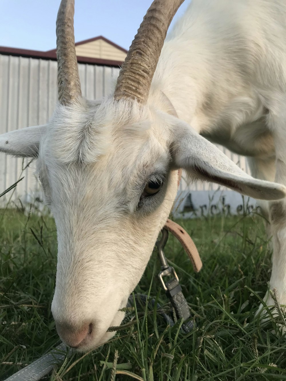 white horse eating grass during daytime