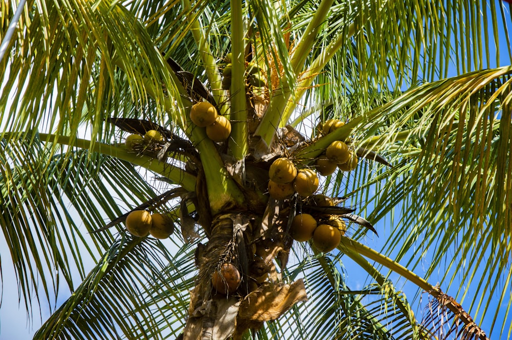 green fruit on green tree during daytime