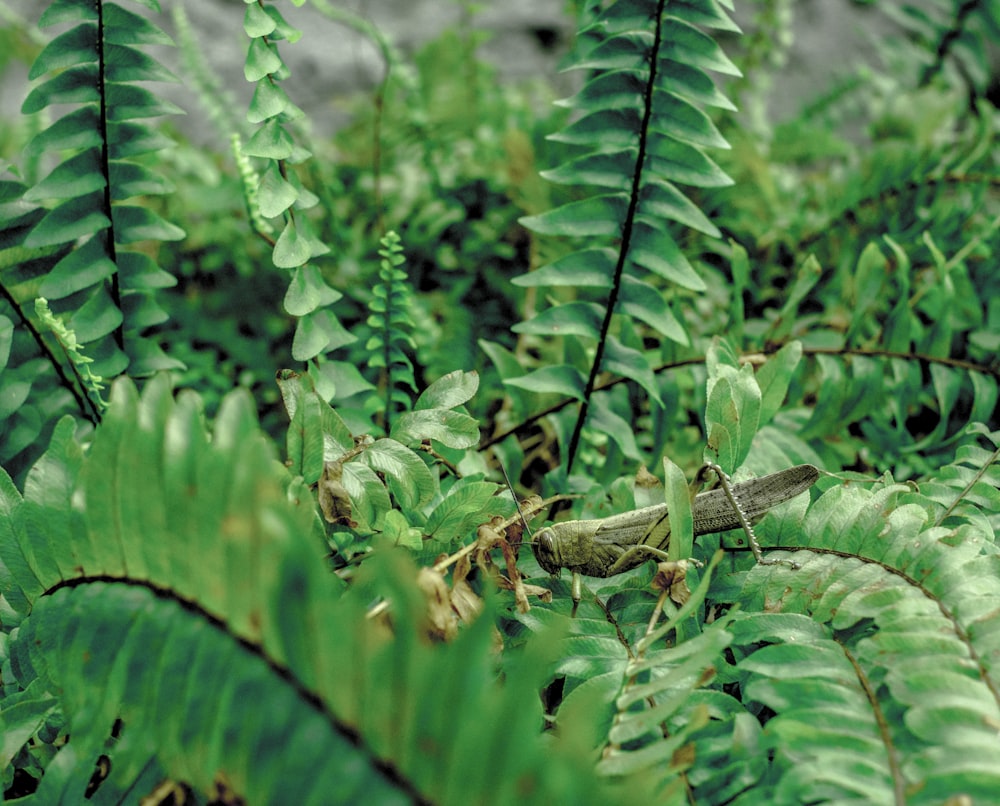 green grasshopper on green leaf plant during daytime