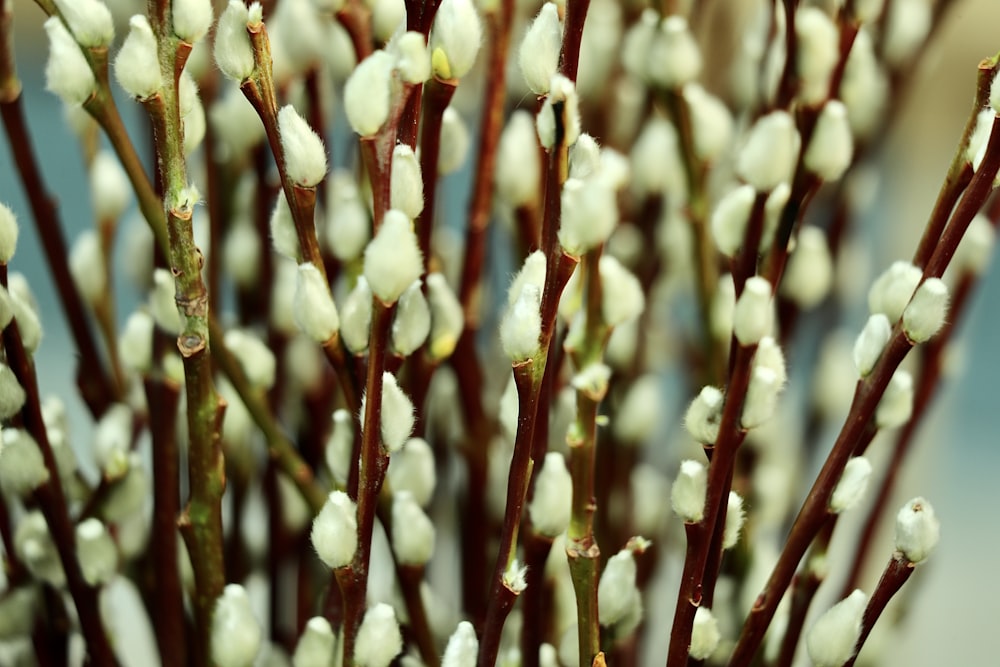 white and brown plant stem