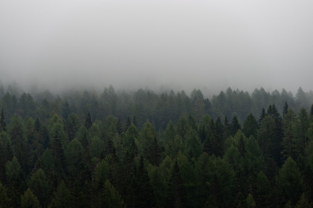 árvores verdes sob o céu branco durante o dia