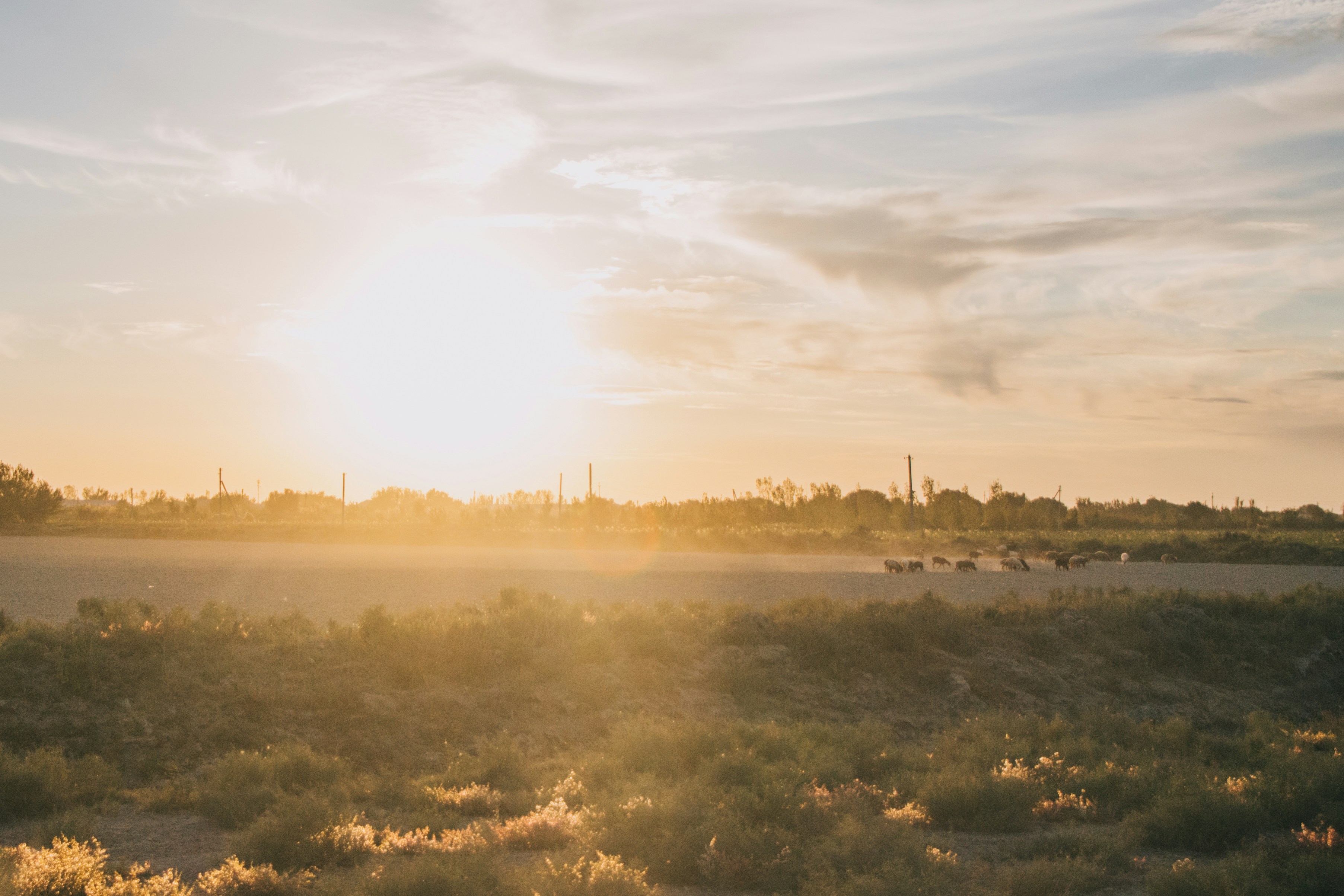 Green grass field daytime