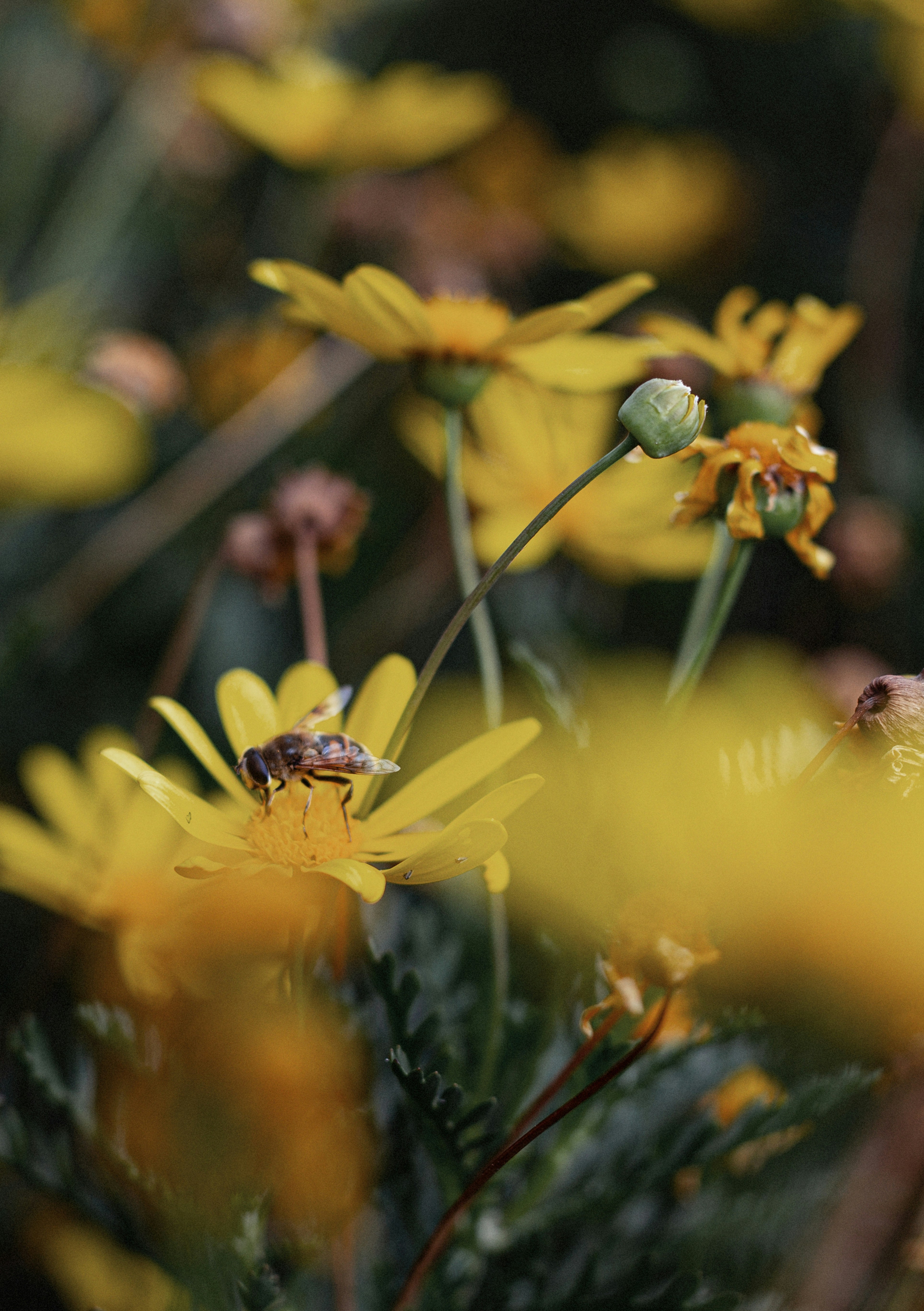 Photo by vinomamba24