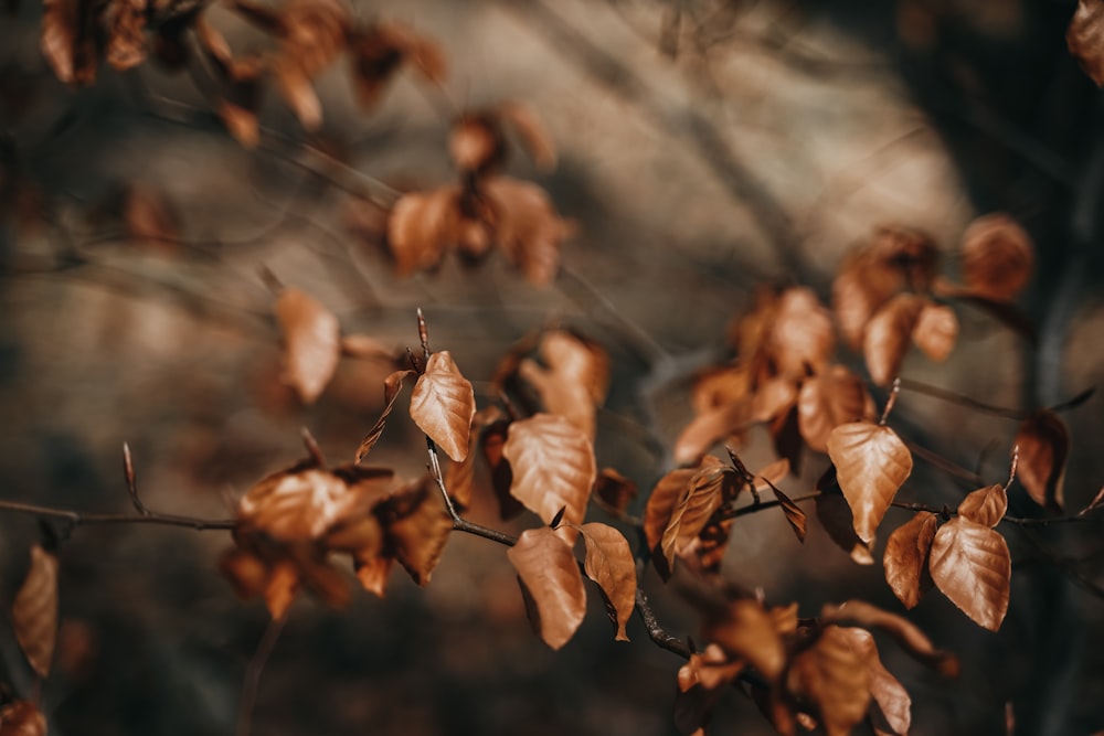 brown leaves in tilt shift lens