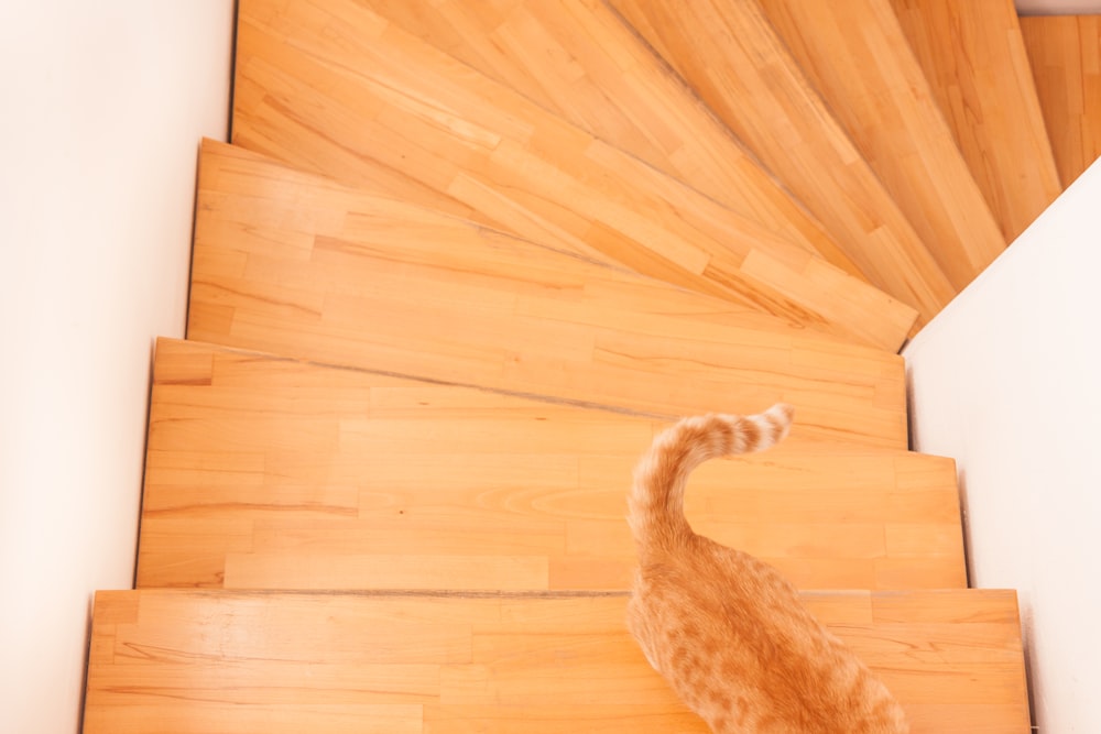 a cat walking up a wooden stair case