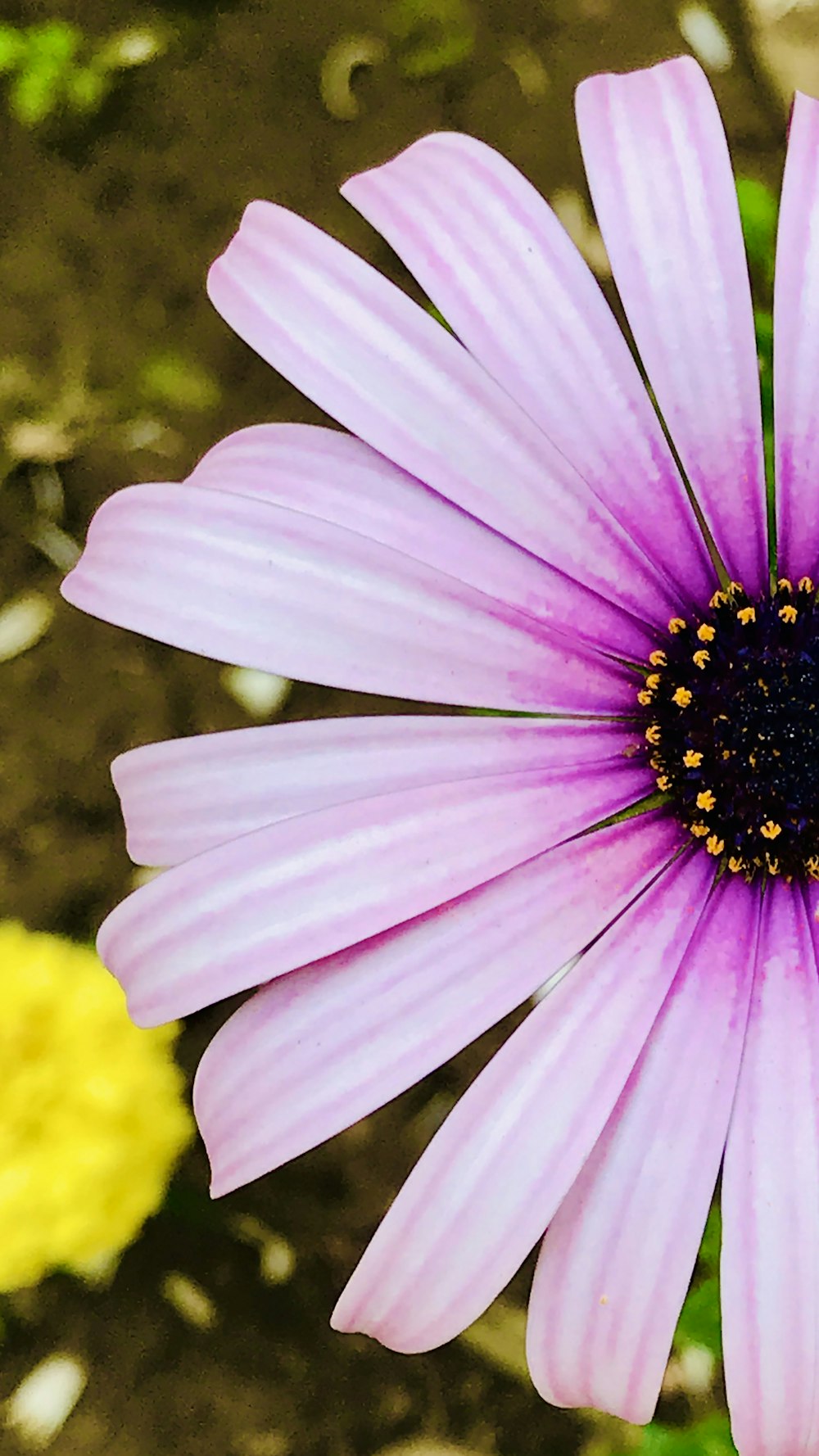 Flor rosa y amarilla en fotografía con lente macro