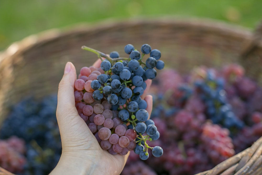 person holding blue and purple grapes