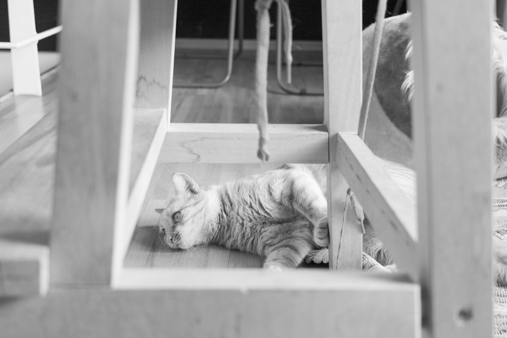 grayscale photo of cat lying on wooden frame