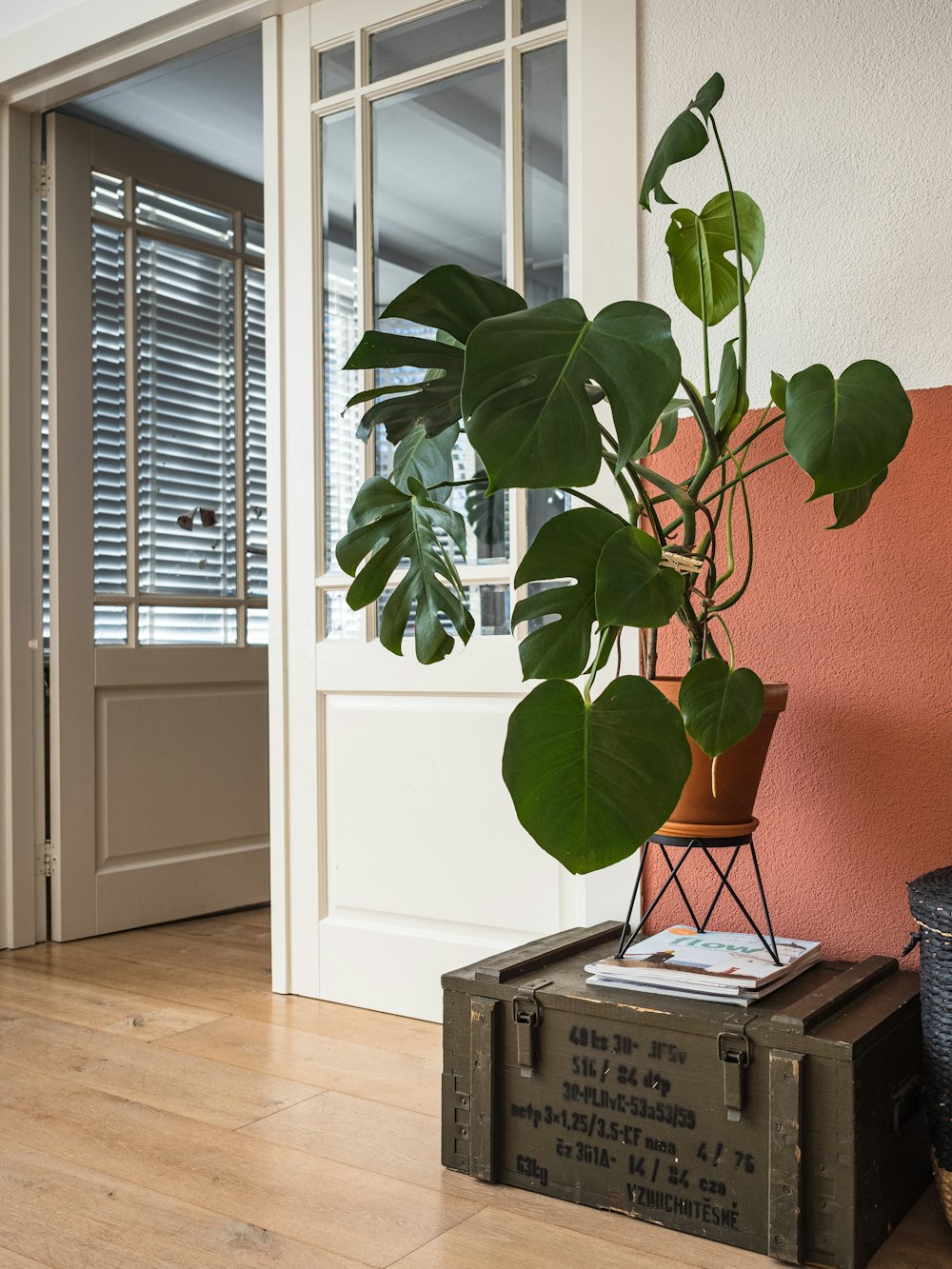 green plant on white pot