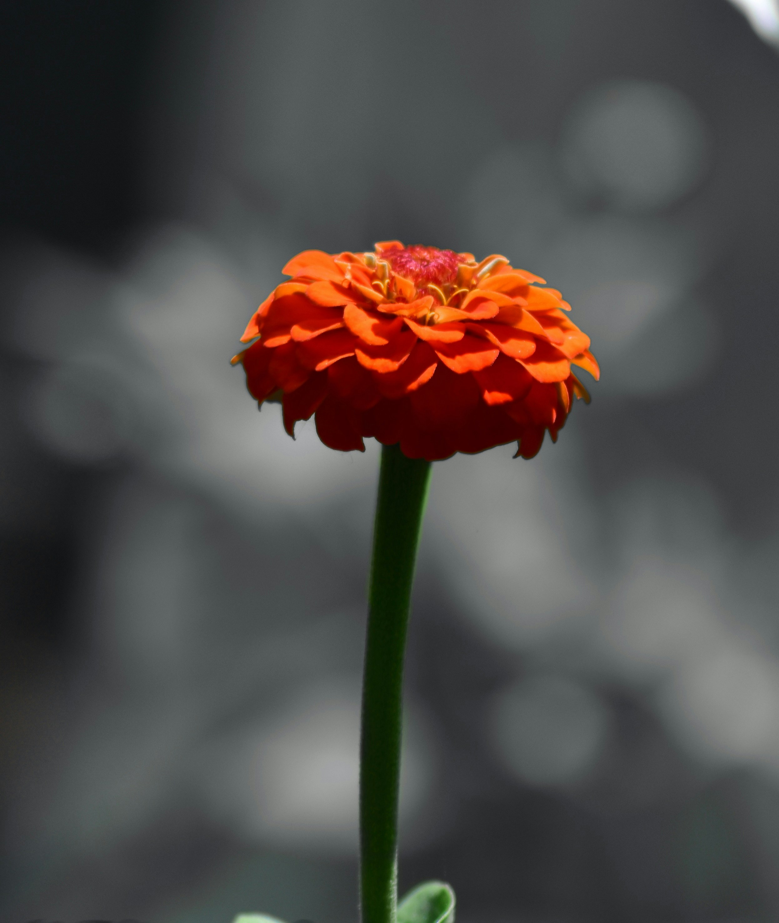 Photo by luciancosmin7