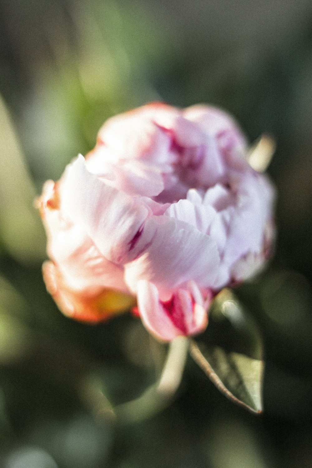 pink rose in bloom during daytime