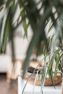 Long, slender green leaves of a houseplant are in focus, with a blurred background indicating an indoor setting featuring neutral-toned furniture.