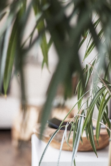 Long, slender green leaves of a houseplant are in focus, with a blurred background indicating an indoor setting featuring neutral-toned furniture.