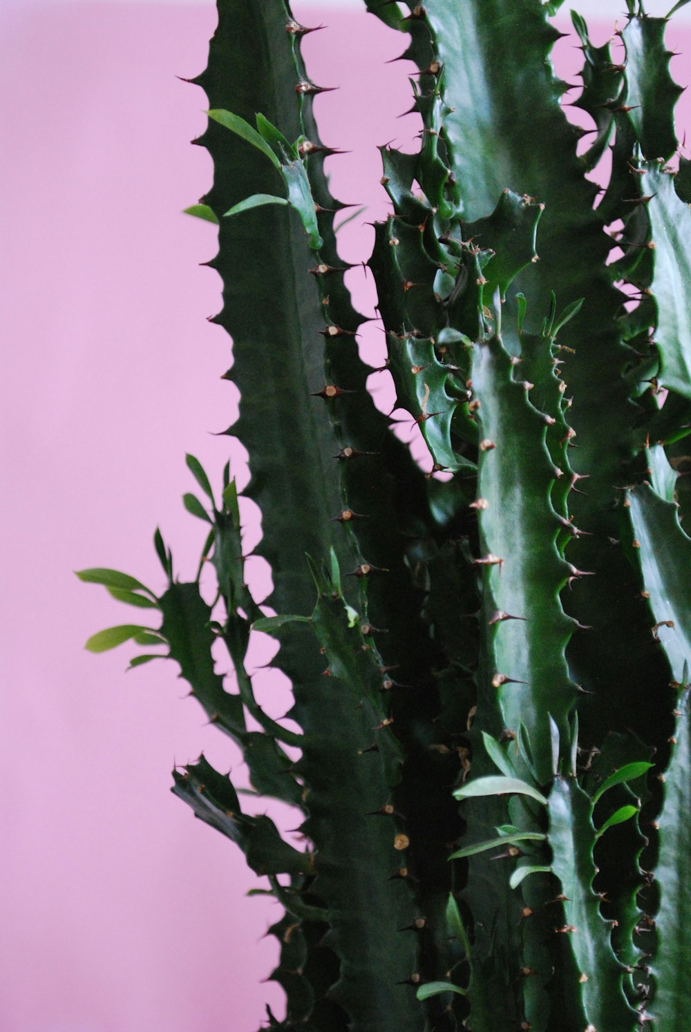 planta de cacto verde no vaso rosa