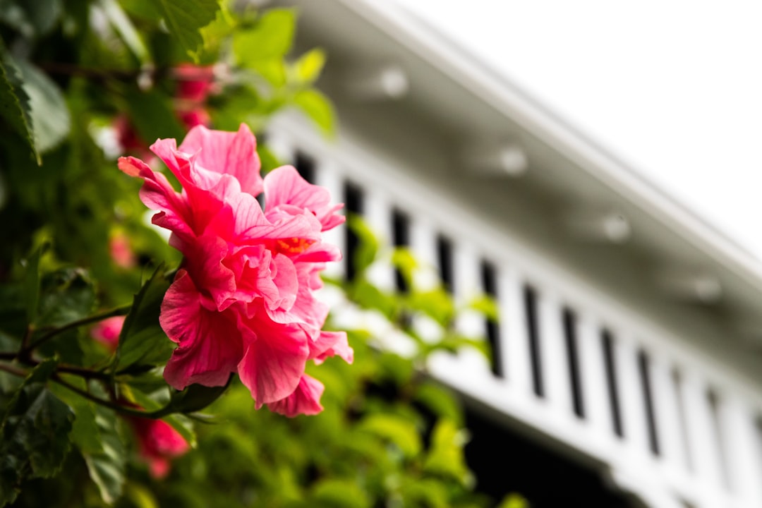 pink flower in tilt shift lens