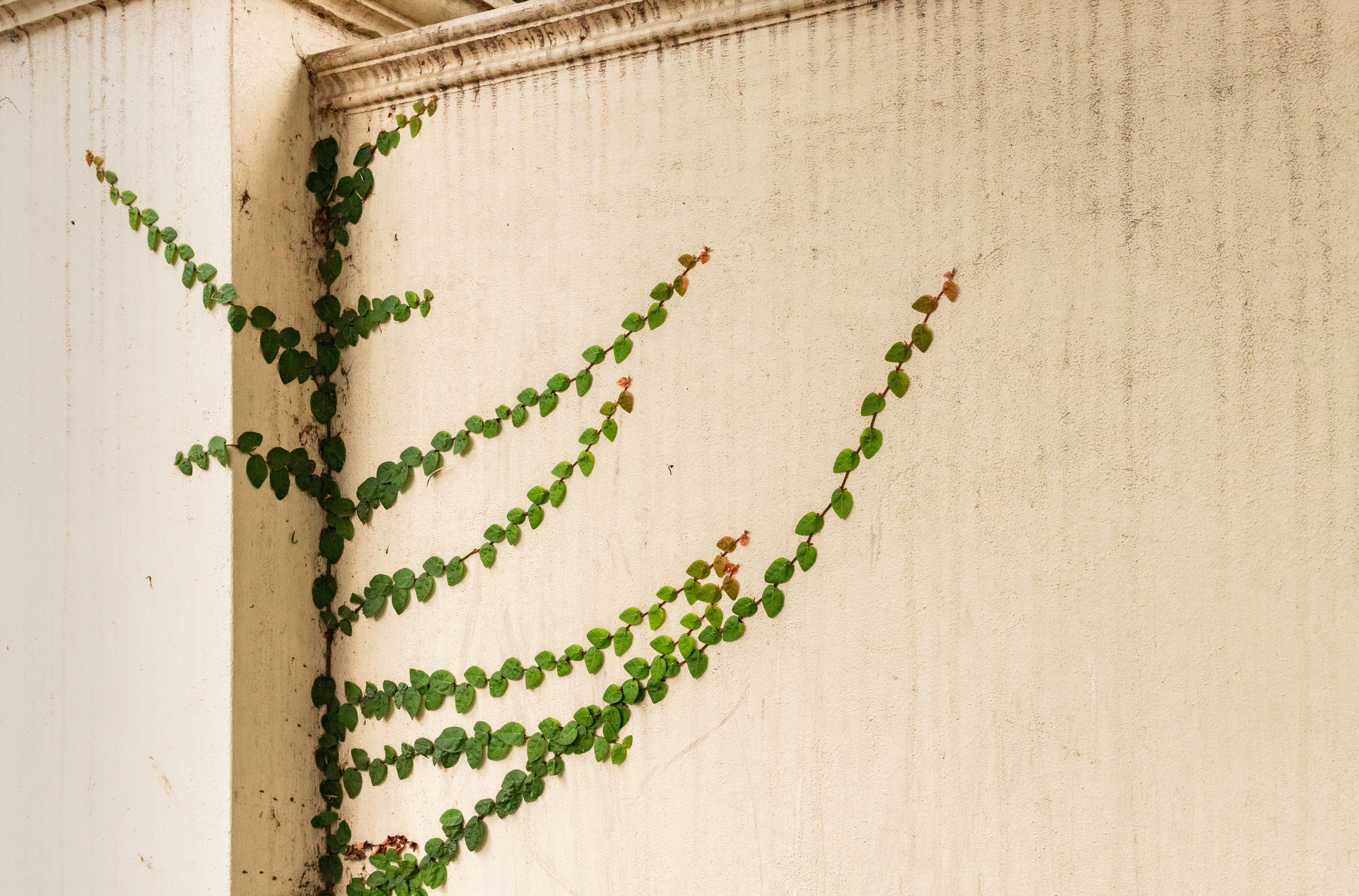 farmhouse hallway wallpaper, wallpaper, Farmhouse Hallway Ideas: Pet-Friendly Design 3