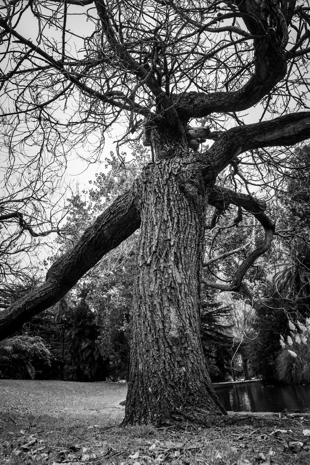 grayscale photo of leafless tree