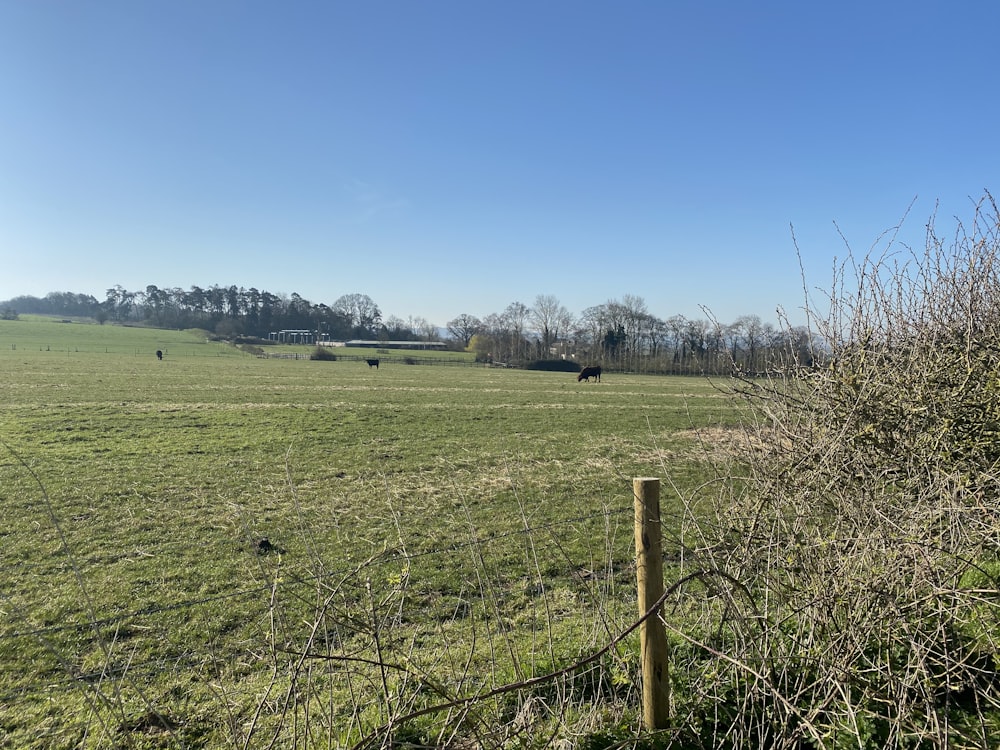 green grass field under blue sky during daytime