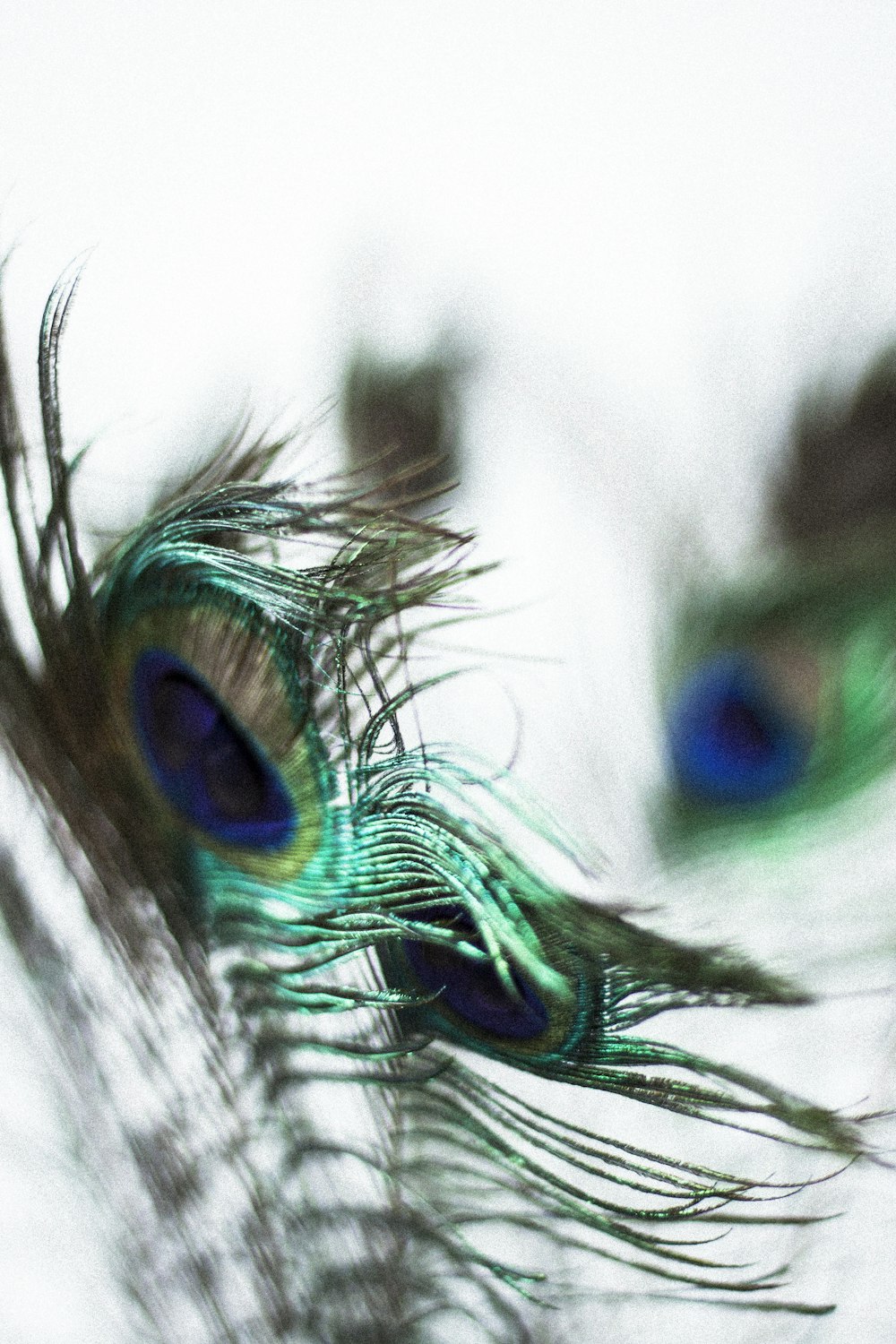 blue and green peacock feather