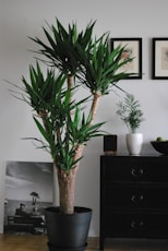 green plant on white ceramic vase
