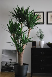 green plant on white ceramic vase