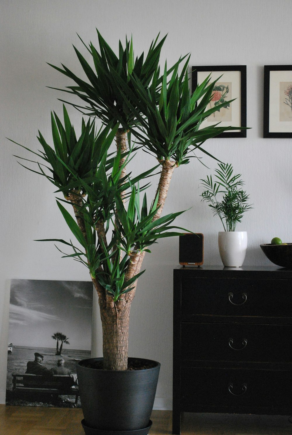 plante verte sur vase en céramique blanche