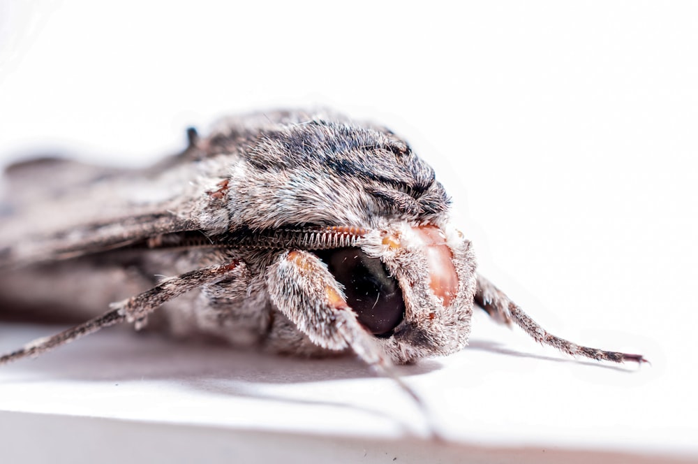 black and white moth on white surface