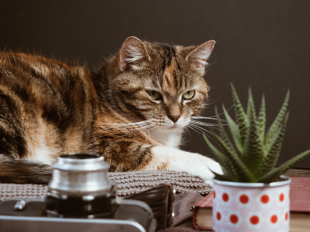 brown tabby cat on white textile