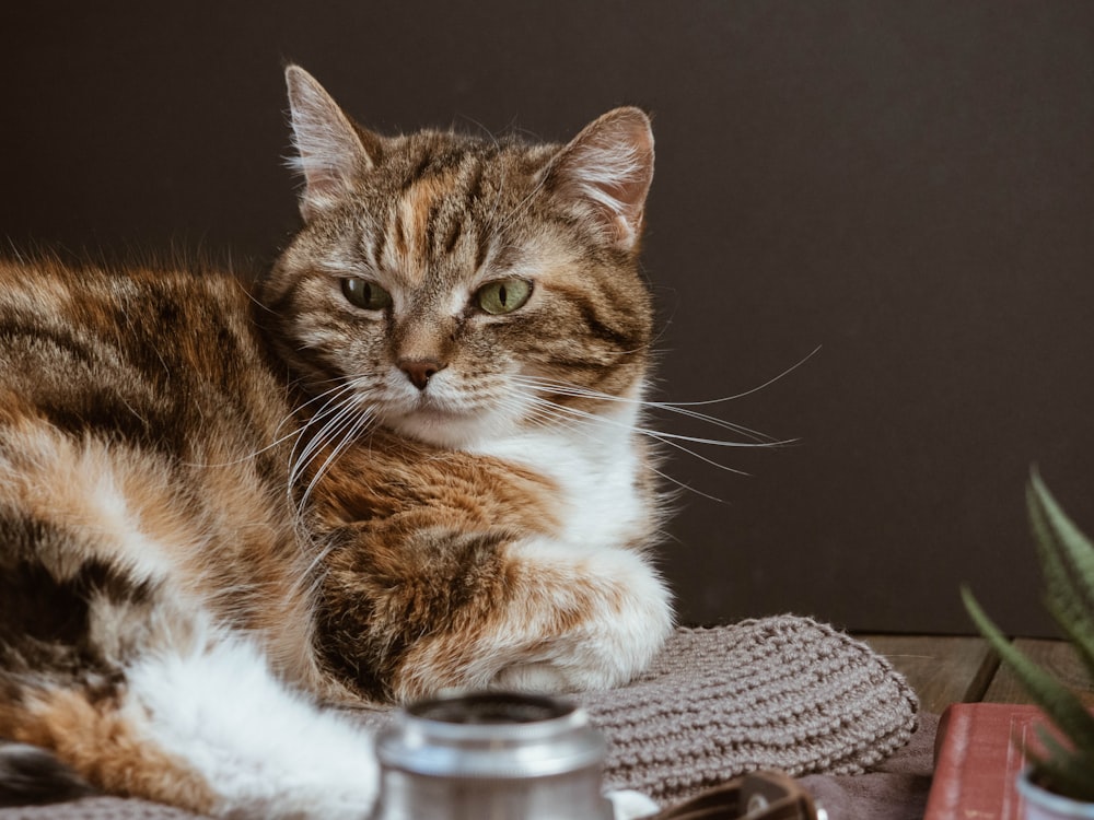 brown and white tabby cat on white textile