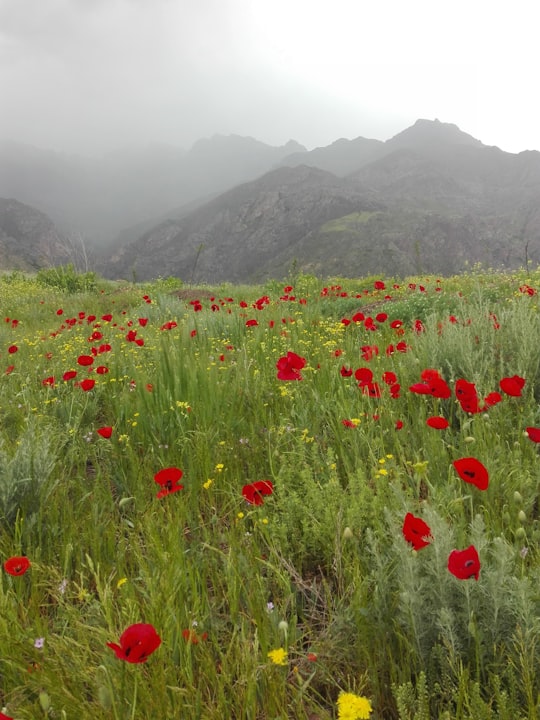 red flower field near green mountains during daytime in Khoy Iran