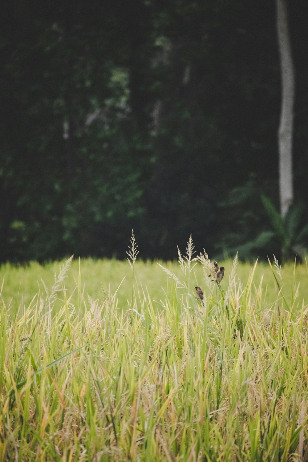 green grass field during daytime