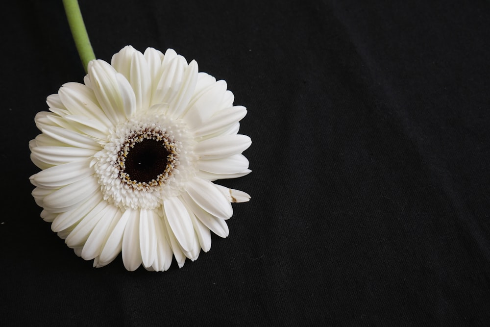 white daisy on black textile