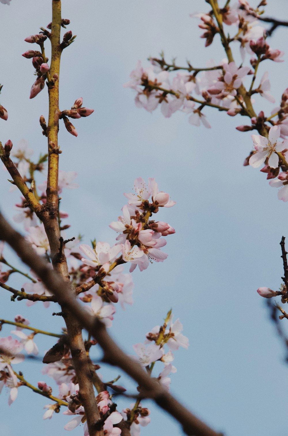 white cherry blossom in bloom during daytime