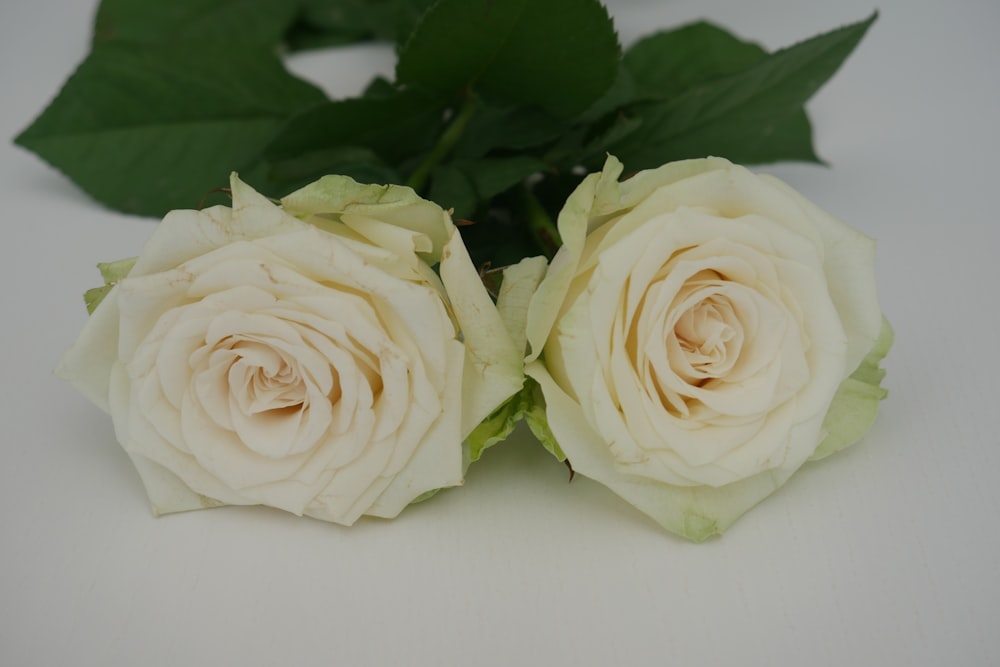 white rose on white table