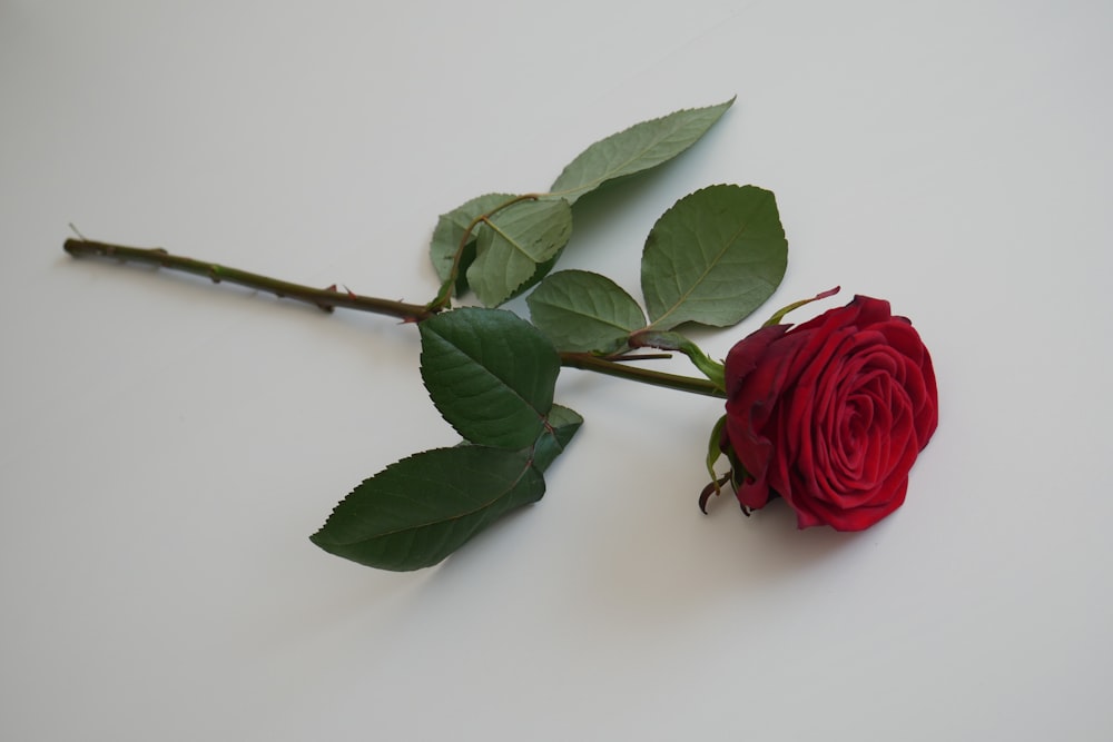 A red rose on white surface