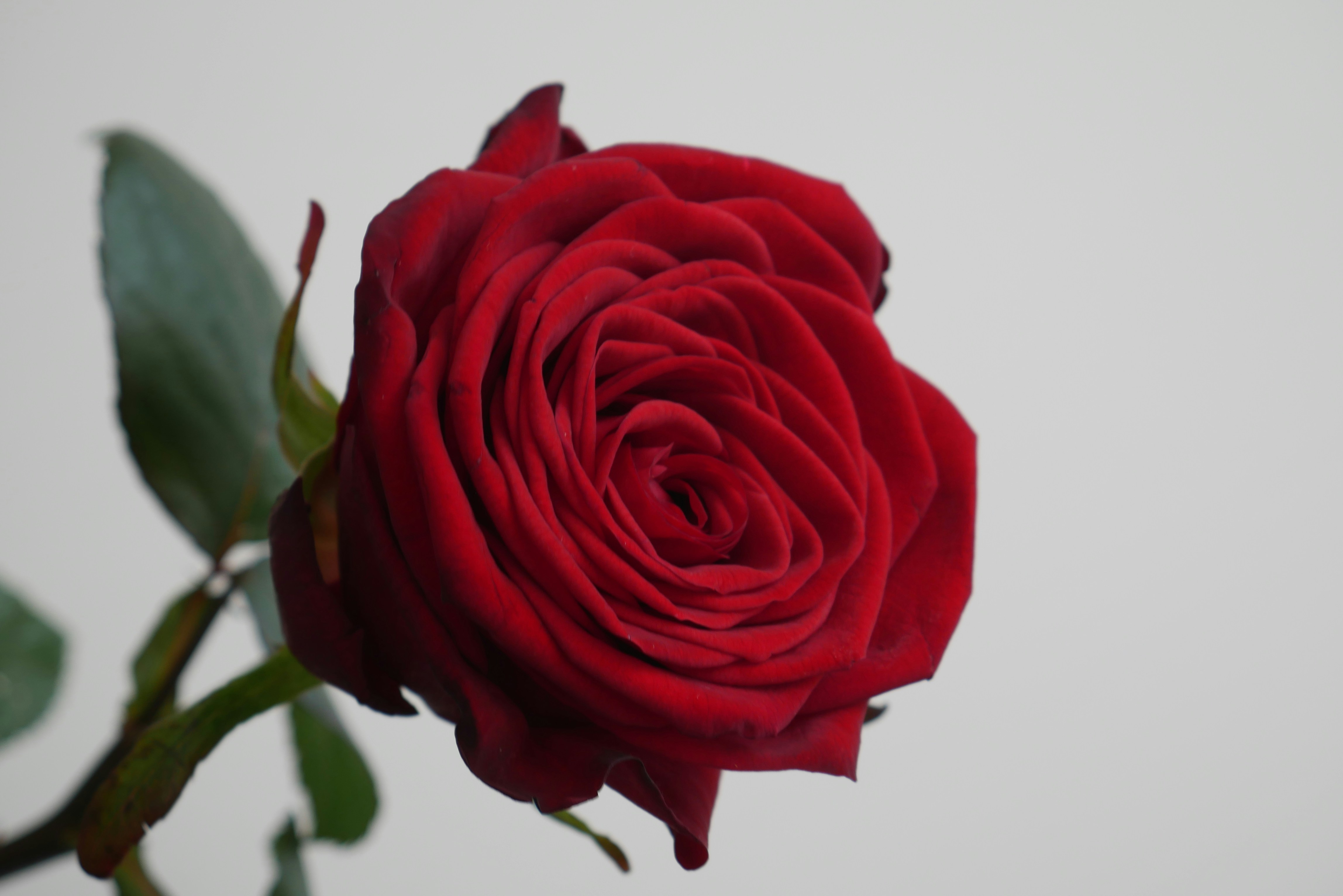 Photo by chokedcherry