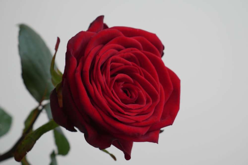 red rose in close up photography