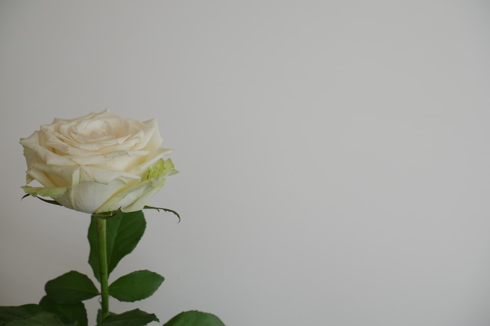 white rose in bloom close up photo