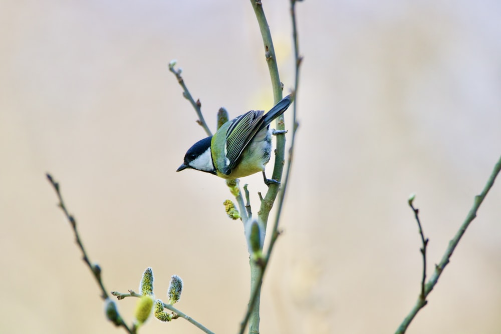 blue and green bird on green plant during daytime