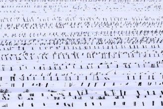 white and black abstract painting