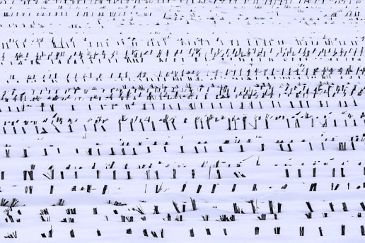 white and black abstract painting