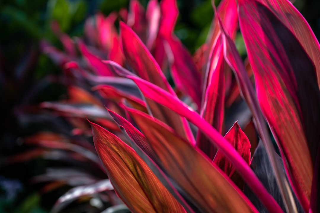 purple and brown plant in close up photography