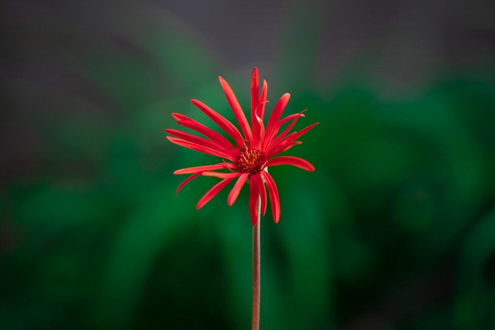 red flower in tilt shift lens