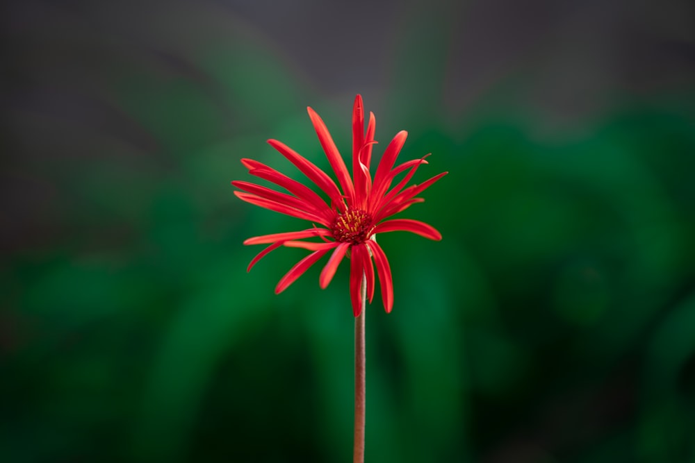 틸트 시프트 렌즈의 빨간 꽃