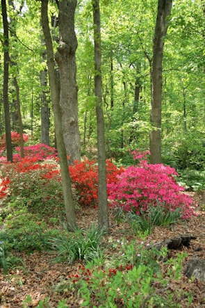 A whimsical forest full of vibrant flowers.