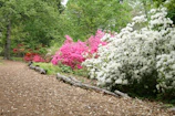 A scenic garden pathway lined with mixed shrubbery and seasonal flowers.
