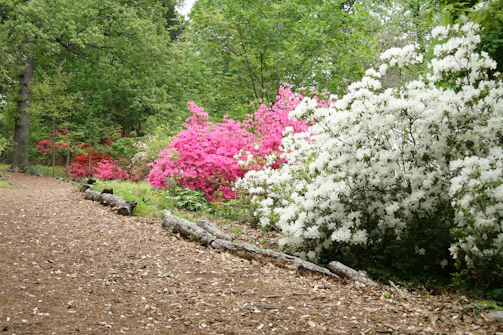 A scenic garden pathway lined with mixed shrubbery and seasonal flowers.