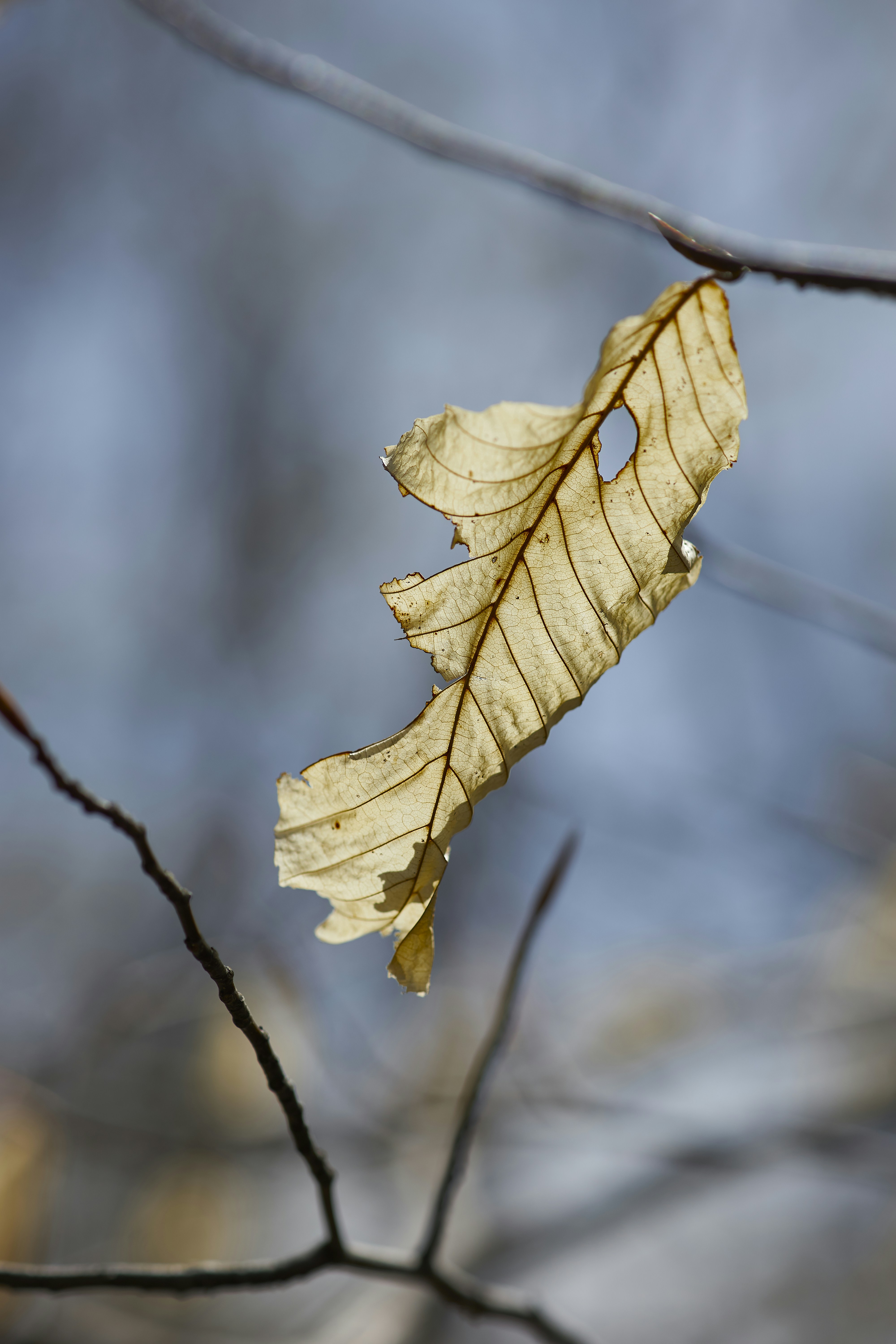 Photo by wolfgang_hasselmann