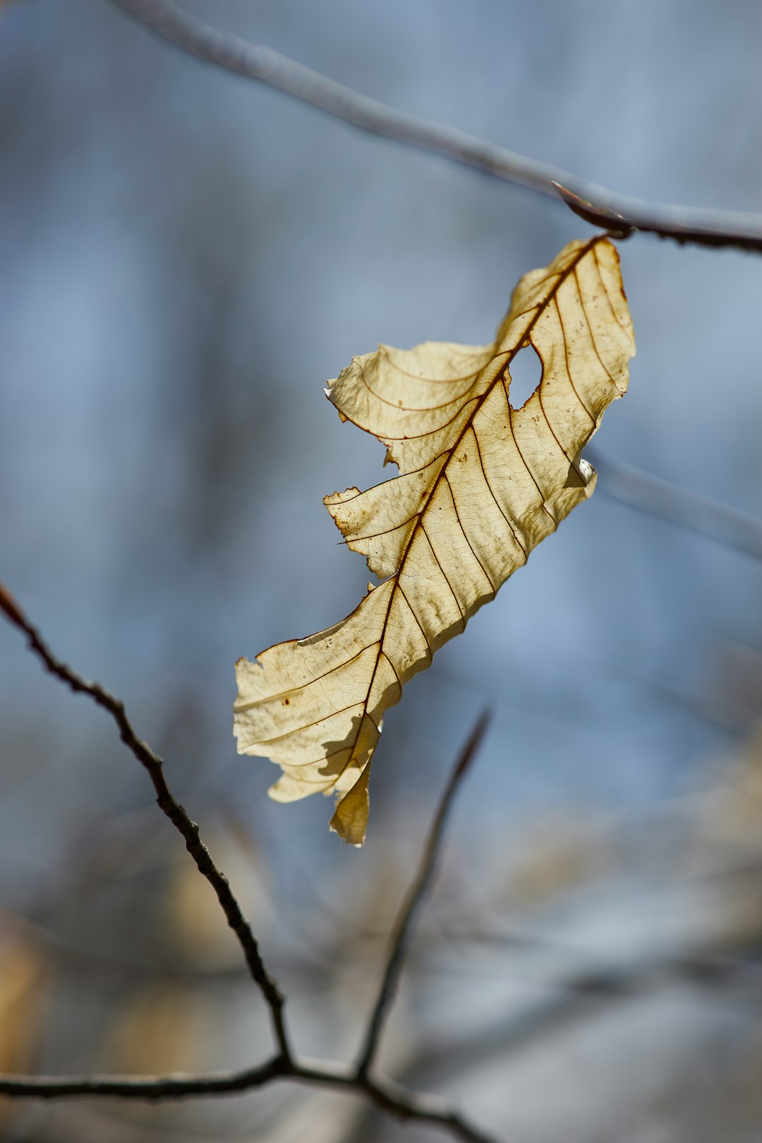 brown leaf in close up photography